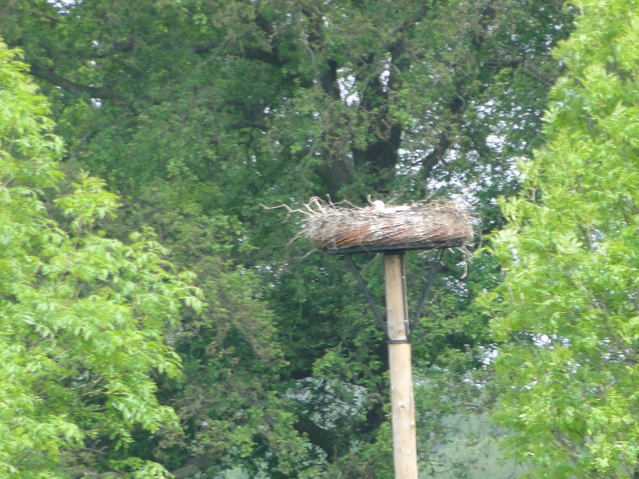 HWK 2012 269.jpg